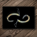 8 x 5 in Polychaete worms Postcard