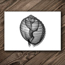 8 x 5 in Tonna dolium shell x-ray postcard